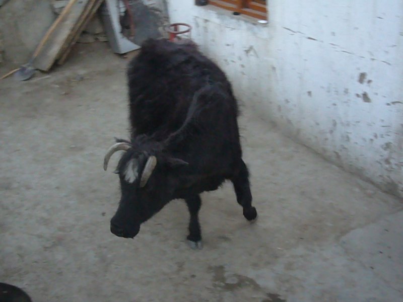 Travel - India - Ladakh - Tso Moriri Trip - Karzog and Tso Moriri - Around Karzog